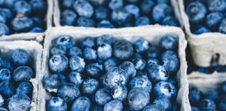 Gdzie szukać jagód w lesie?