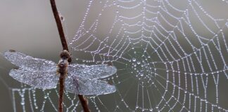 Jak silna jest pajęczyna?