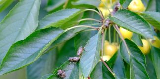 Jak czyścić łóżko z pluskiew?